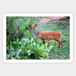 Cape Bushbuck Sticker